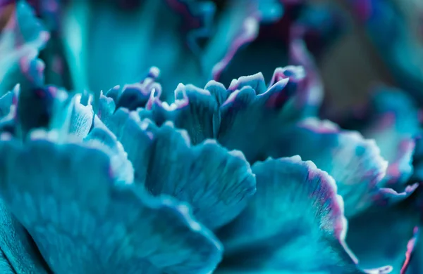 Abstract floral background, blue carnation flower. Macro flowers