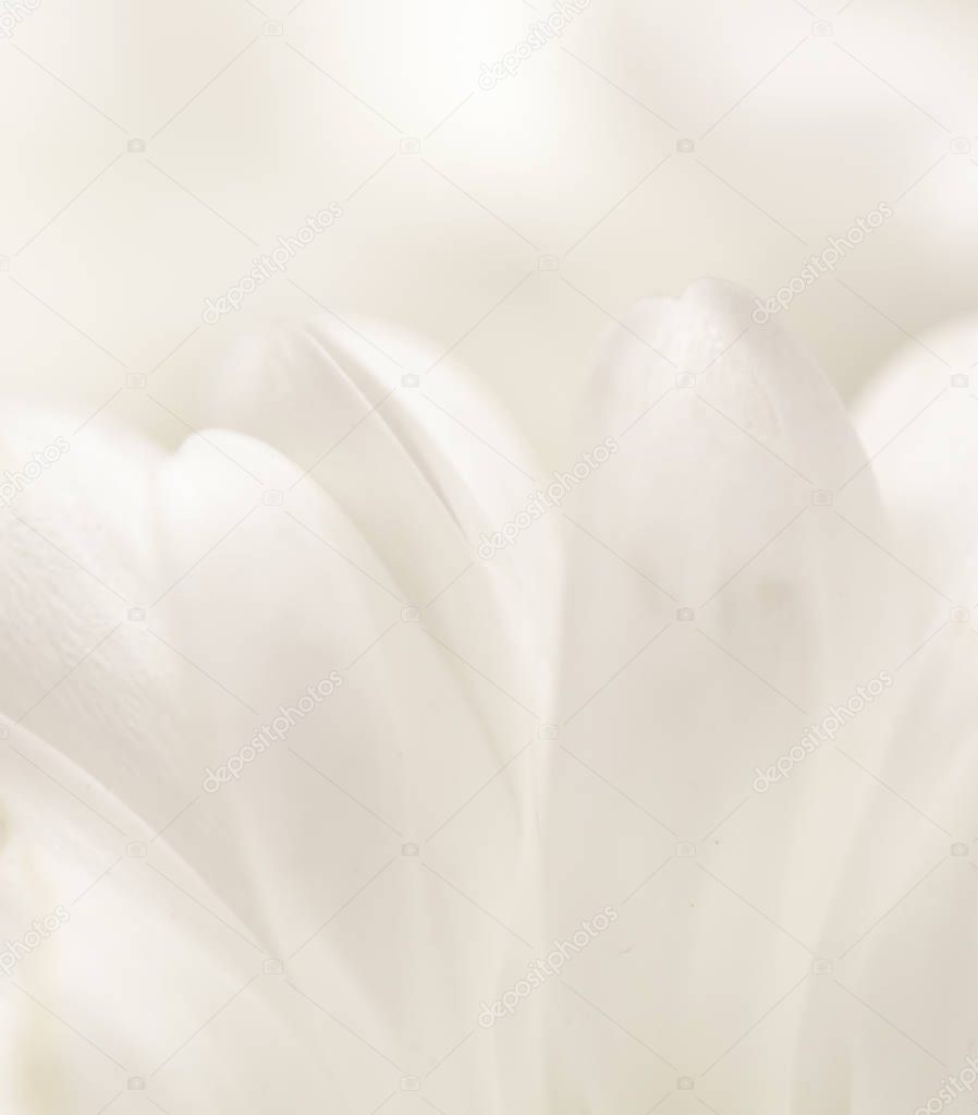 Abstract floral background, white chrysanthemum flower petals. M