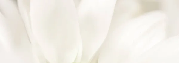 Astratto sfondo floreale, petali di fiori di crisantemo bianco. M — Foto Stock