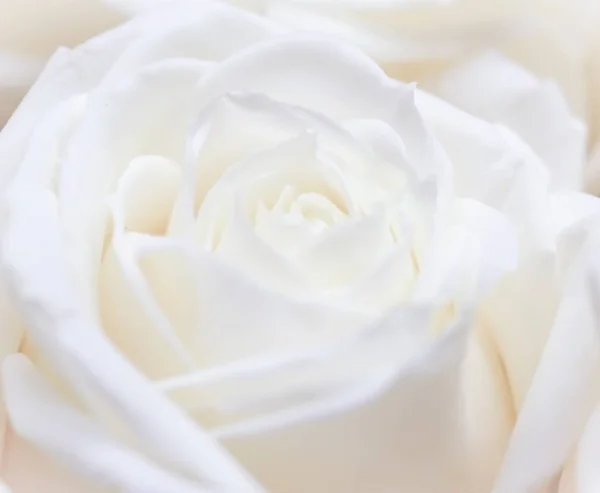 Soft focus, abstract floral background, white rose flower. Macro
