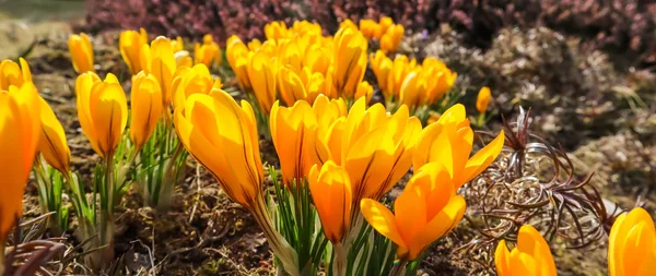 Весна в моем саду. Цветущие желтые крокус цветы в солнечный день — стоковое фото