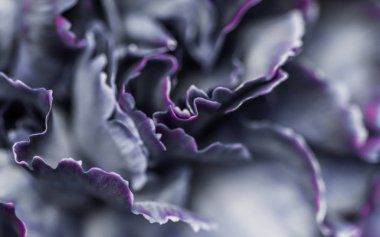 Soyut çiçek arkaplanı, siyah karanfil çiçeği. Makro çiçek