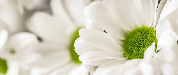 Abstract floral background, white chrysanthemum flower petals. M — Stock Photo, Image