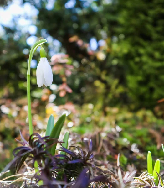 Spring is coming. The first snowdrop (Galanthus nivalis) blooms — Stock Photo, Image