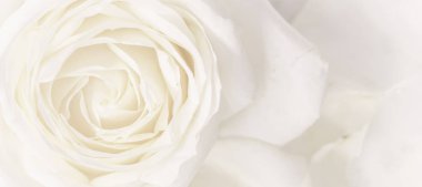 Yumuşak odak, soyut çiçek arkaplanı, beyaz gül çiçeği. Makro