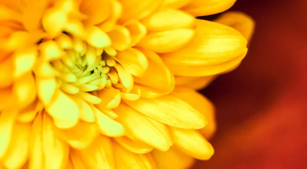 Fondo floral abstracto, flor de crisantemo amarillo. Macro f — Foto de Stock