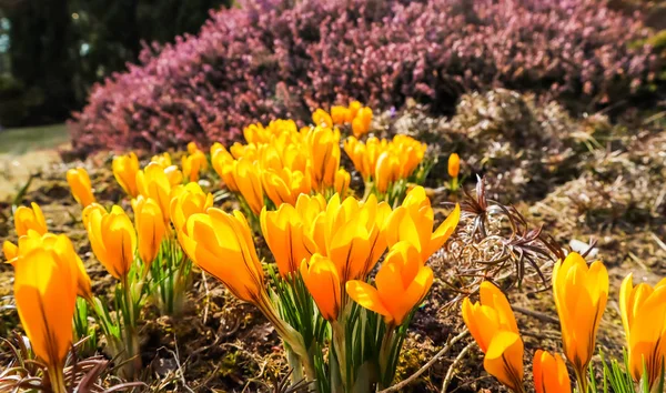 Весна в моем саду. Цветущие желтые крокус цветы в солнечный день — стоковое фото