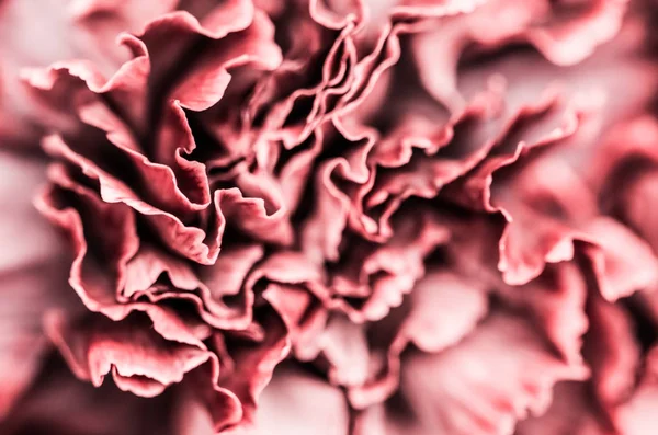 Absztrakt virágos háttér, rózsaszín szegfű virág. Makrorvirág — Stock Fotó