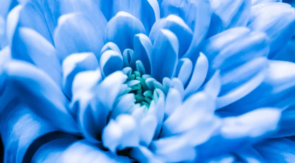 抽象的な花の背景、青い菊の花。マクロフロー — ストック写真
