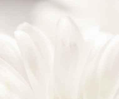 Soyut çiçek arkaplanı, beyaz kasımpatı çiçek yaprakları. M