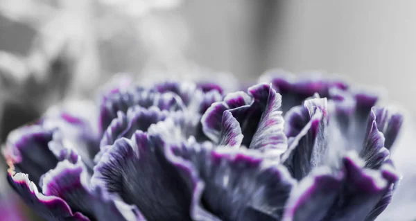 Abstract floral background, black carnation flower. Macro flower — Stock Photo, Image