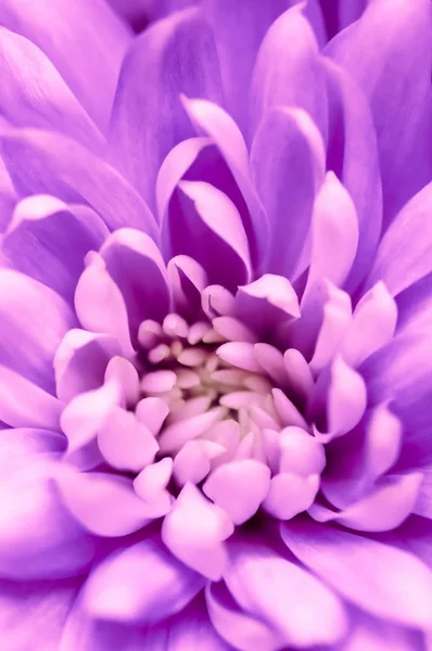 Abstract floral background, purple chrysanthemum flower. Macro f — Stock Photo, Image