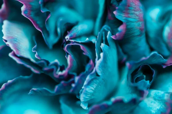 Abstract floral background, blue carnation flower. Macro flowers