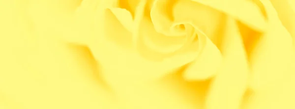 Soft focus, abstract floral background, yellow rose flower. Macr — Stock Photo, Image