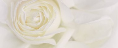 Yumuşak odak, soyut çiçek arkaplanı, beyaz gül çiçeği. Makro