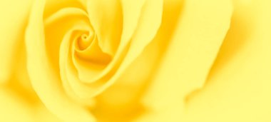 Soft focus, abstract floral background, yellow rose flower. Macr