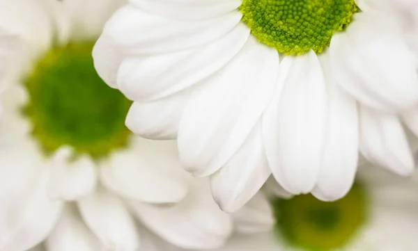 Abstrakter floraler Hintergrund, weiße Chrysanthemenblütenblätter. Ich bin — Stockfoto