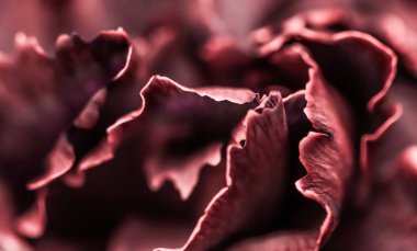 Soyut çiçek arkaplanı, pembe karanfil çiçeği. Makro çiçekler