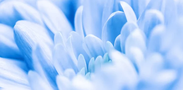 Abstracte bloemenachtergrond, blauwe chrysant bloem. Macroflo — Stockfoto