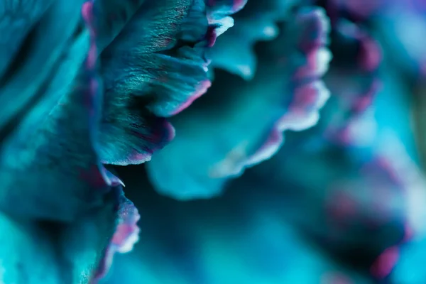 Abstract floral background, blue carnation flower. Macro flowers