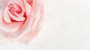 Soft focus, abstract floral background, pink rose flower. Macro 