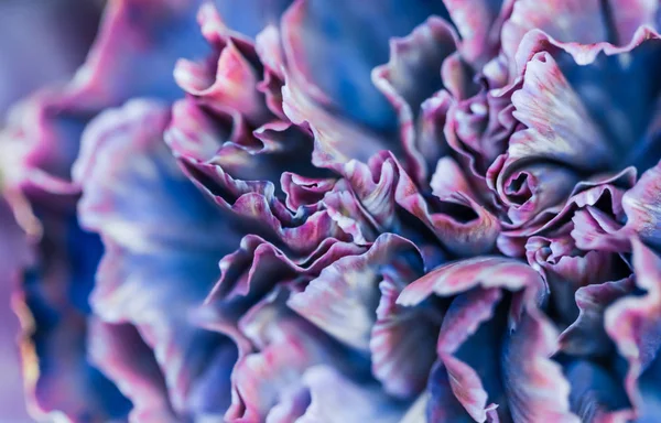 Abstract floral background, blue carnation flower. Macro flowers