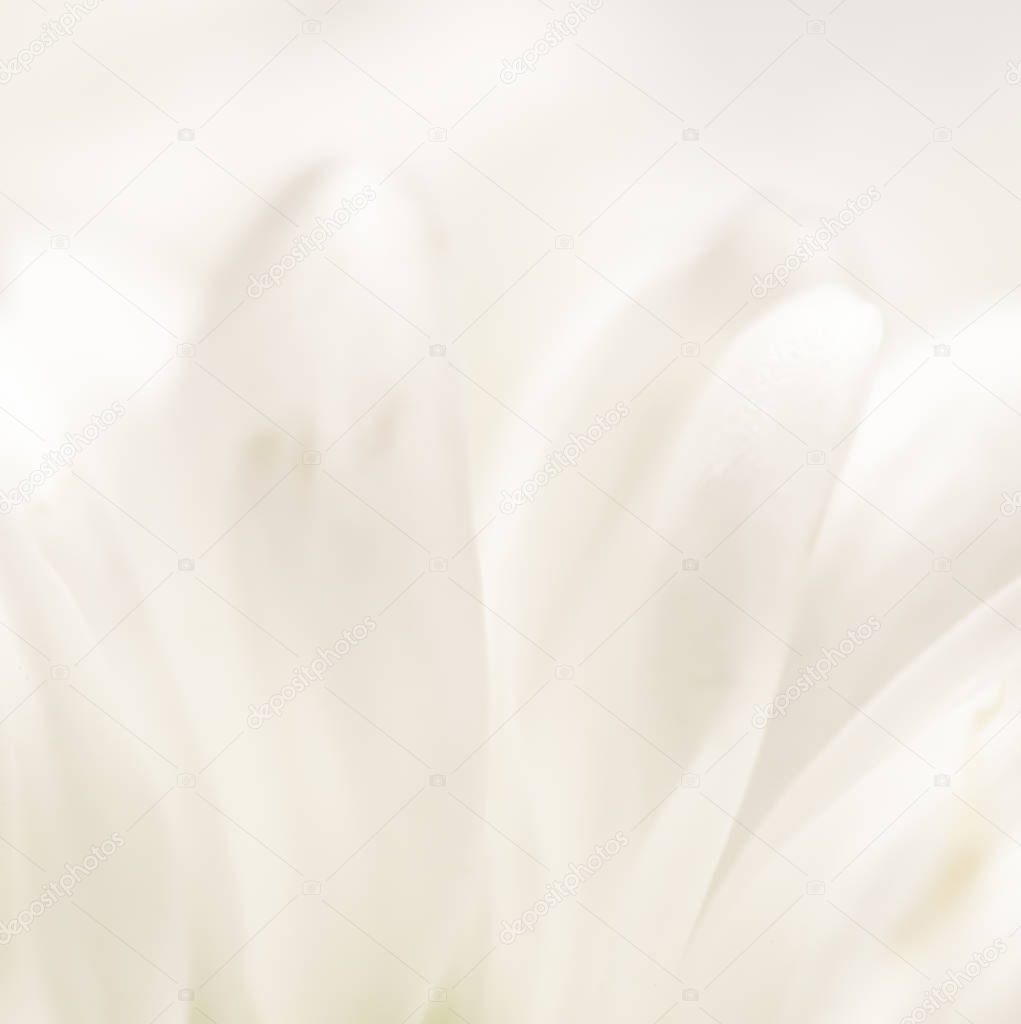 Abstract floral background, white chrysanthemum flower petals. M