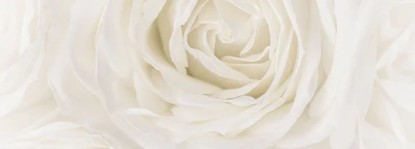 Soft focus, abstract floral background, white rose flower. Macro — 스톡 사진