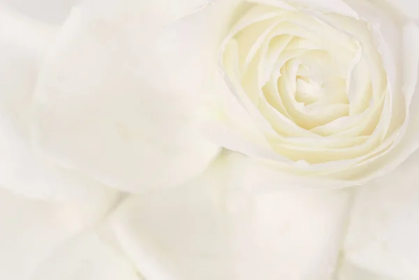 Mise au point douce, fond floral abstrait, fleur de rose blanche. Macro — Photo