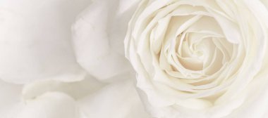 Yumuşak odak, soyut çiçek arkaplanı, beyaz gül çiçeği. Makro