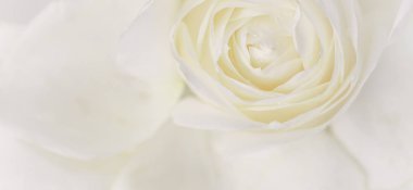 Yumuşak odak, soyut çiçek arkaplanı, beyaz gül çiçeği. Makro