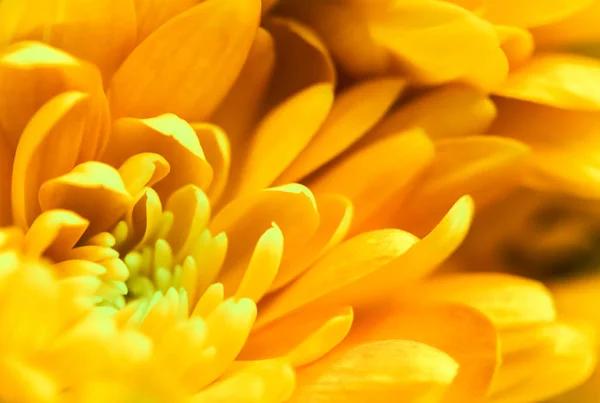 Abstract floral background, yellow chrysanthemum flower. Macro f — Stock Photo, Image