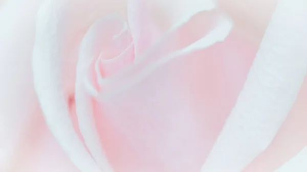 Soft focus, abstract floral background, pink rose flower. Macro — Stockfoto