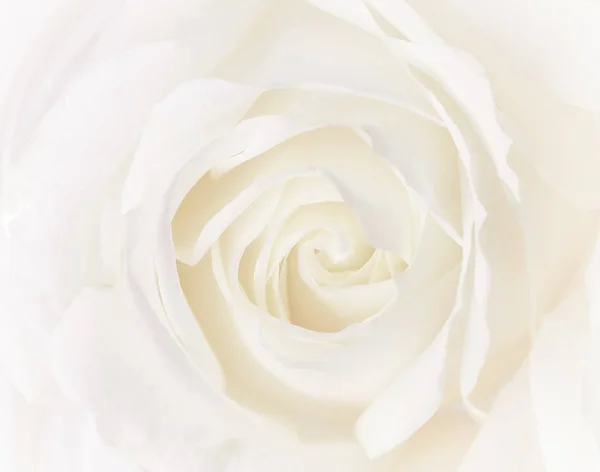 Miękkie skupienie, abstrakcyjne kwiatowe tło, biały kwiat róży. Makro — Zdjęcie stockowe