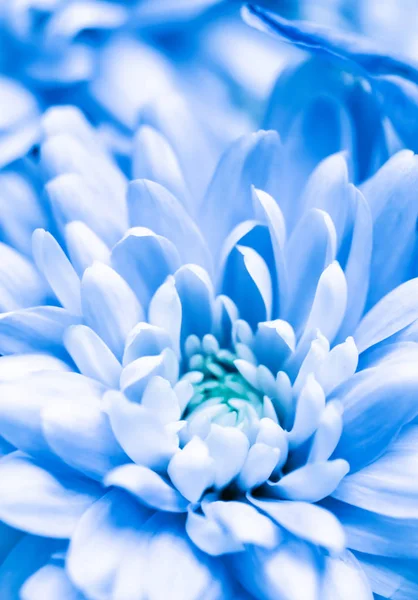 Абстрактный цветочный фон, голубой цветок хризантемы. Макро-фло — стоковое фото