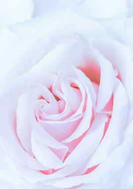 Yumuşak odak, soyut çiçek arkaplanı, mor gül çiçeği. Macr.