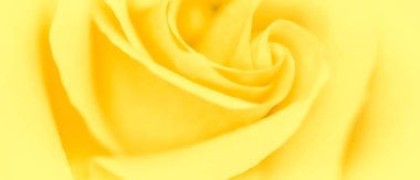 Soft focus, abstract floral background, yellow rose flower. Macr