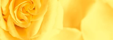 Soft focus, abstract floral background, yellow rose flower. Macr