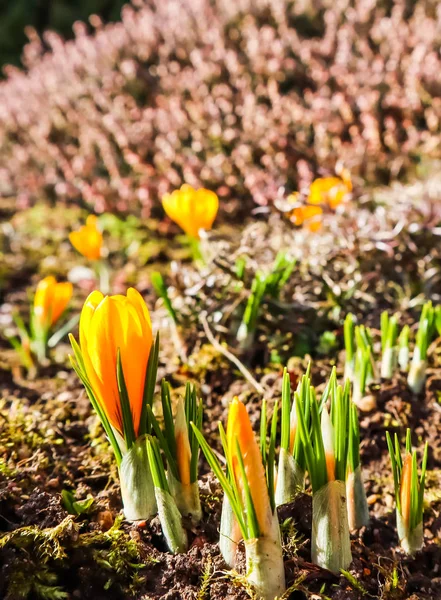 Jaro se blíží. První žluté krokusy v mé zahradě na su — Stock fotografie