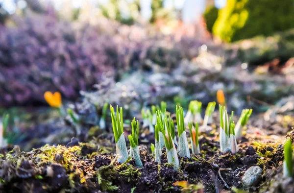 La primavera sta arrivando. I primi crochi gialli nel mio giardino su un su — Foto Stock