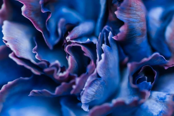 Absztrakt virágos háttér, kék szegfű virág. Makrorvirág — Stock Fotó