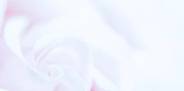 Weicher Fokus, abstrakter floraler Hintergrund, lila Rosenblüte. macr — Stockfoto