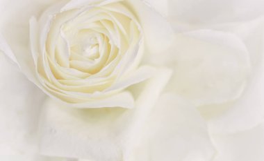 Yumuşak odak, soyut çiçek arkaplanı, beyaz gül çiçeği. Makro