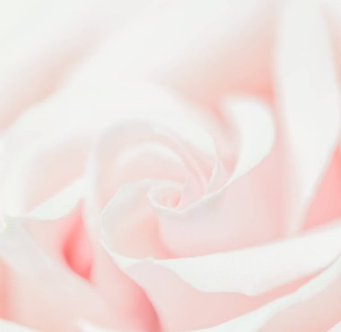 Soft focus, abstract floral background, pink rose flower. Macro 