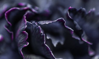 Soyut çiçek arkaplanı, siyah karanfil çiçeği. Makro çiçek