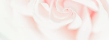Soft focus, abstract floral background, pink rose flower. Macro 