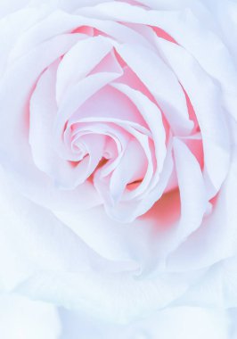 Yumuşak odak, soyut çiçek arkaplanı, mor gül çiçeği. Macr.