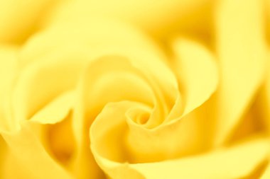 Soft focus, abstract floral background, yellow rose flower. Macr