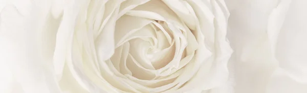 Soft focus, abstract floral background, white rose flower. Macro — 스톡 사진