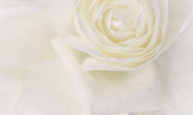 Yumuşak odak, soyut çiçek arkaplanı, beyaz gül çiçeği. Makro